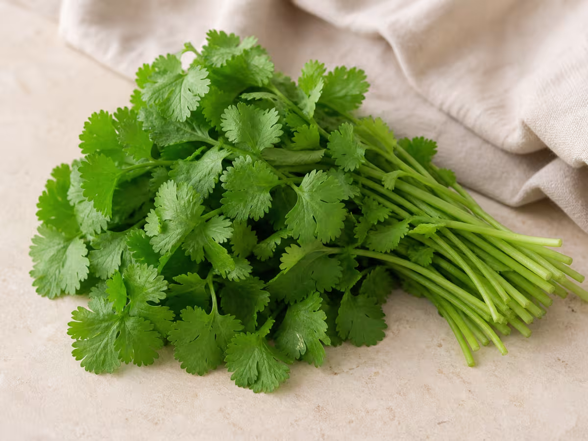 Ingrediente: Cilantro