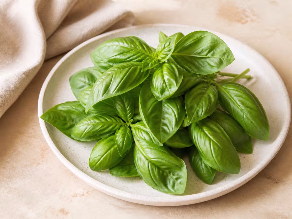 Albahaca