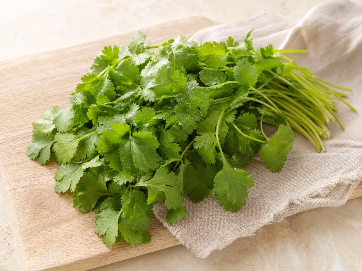 Cilantro fresco